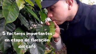 5 factores importantes en etapa de floración del café