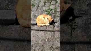 #history #legend #spring #cat