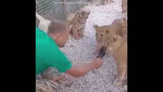 Why are these lions afraid of a slipper ?   #shorts #amazingfacts #facts