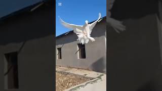 #russia #qirgizston #uzbekistan #pigeon #tauben #golubi #golub #kabootar #reels #rek #bird #tomosha