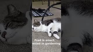 Fred The Cat Is Not Gardening In This Heat #cat