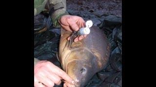 Carp fishing by CP: Carp care  with Jamie Smith