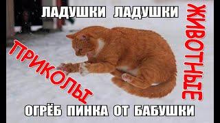 СМЕШНЫЕ ЖИВОТНЫЕ ПРИКОЛЫ С КОТАМИ КОТЫ 2020 ДО СЛЕЗ №2