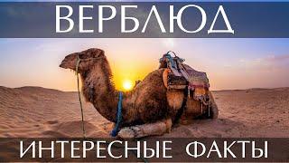 Интересные факты о Верблюде