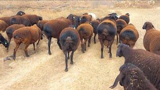 Gissar sheep of SURKHANDARYA on pasture | Ovejas Gissar en pasto 