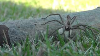 Nursery Web Spider 2.MTS