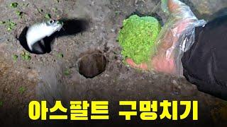 아스팔트 구멍에 밑밥 폭탄을 던졌더니!!