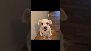 cat priest and soldier dog vs skinwalker . #edit #funny #trendingshorts #cat #dog #skinwalker