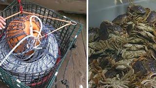 CA expands test of traps to help delayed Bay Area crabbing season: What this means for crabbers