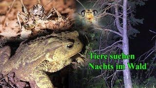 Erdkröte, Spinne, Fuchs und mehr - Nachts im Wald