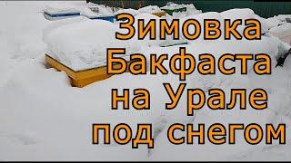 Зимовка бакфаста на воле на Урале