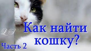 Кошка ушла из дома. Пропал кот. Что делать. Где искать. Часть вторая