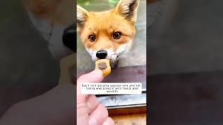 An injured fox seeks help from people