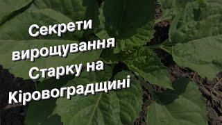 Секрети вирощування Старку на Кіровоградщині