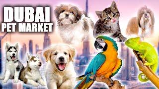 Dubai Exotic Pet Market | All Types of Animals| Rahul Tanwar