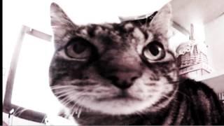 RADIOCAT music for cats:"Little lashes"