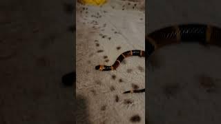 The most venomous snake in the United States! Coral Snake! #venomoussnakes #coralsnake #reptiles