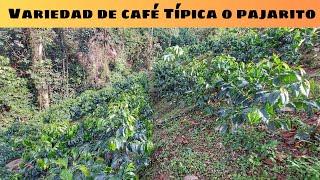 Variedad de café Típica