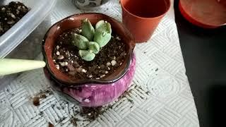 Potting up my (RARE) SUCCULENT with dry shrivel LEAFS ||GIBBAEUM DISPAR|| from S/Africa.