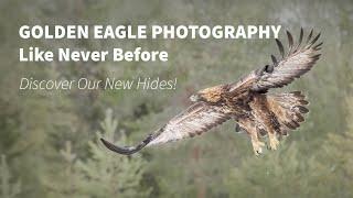 Golden Eagle Photography Like Never Before – Discover Our New Hides! #finland #wildlifephotography