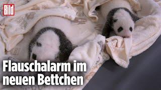 Zoo Berlin: Süße Panda-Zwillinge lernen sprechen