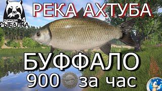 РЕКА АХТУБА  БУФФАЛО - 900 СЕРЕБРА ЗА ЧАС Русская Рыбалка 4 (РР4)