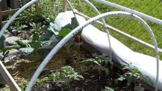 How to Make a Hoop House or Green House for Cheap.