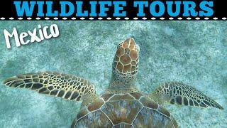 AMAZING WILDLIFE ADVENTURES IN MEXICO... Off The Beaten Path