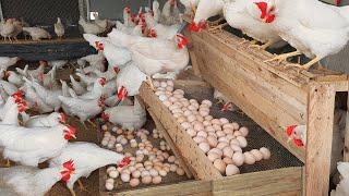 Raising Laying Hens. Factors Determining The Success Of Raising Chicken For Eggs