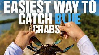 The EASIEST Way to Catch Blue Crabs – Works EVERY TIME!