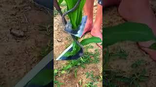 alat pertanian kreatif untuk membersihkan rumput #shorts