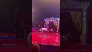 Circus  Fenix  Bulgaria #circus #show #horse #animal #trainedhorse