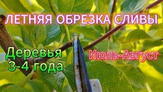 Летняя обрезка сливы. Июль-Август. Деревья 3-4 года. Как обрезать сливу на урожай.