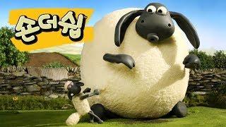 자이언트 티미 - 숀 더쉽 [Shaun the Sheep Korea | Full Episode]