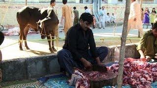 Cows slaughtered as Pakistan celebrates Eid al-Adha