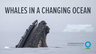 Whales in a Changing Ocean