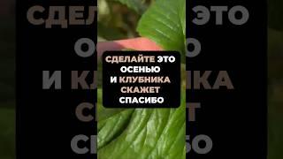 СДЕЛАЙТЕ ЭТО ОСЕНЬЮ и КЛУБНИКА скажет СПАСИБО