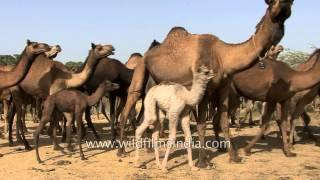 Camels depart on a desert journey - Kutch, Gujarat