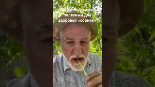 Это ценнейший источник витаминов А,С,К и микроэлементов -калия магния железа. Для печени, почек и др