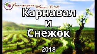 Карнавал и Снежок урожая 2018 года