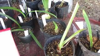 How to care for your newly planted amaryllis with this summer weather