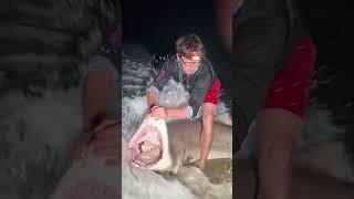 Massive 9ft Sand Tiger Caught off Beach Using DRONE?!? #sharkfishing #fishing #sharklife #lbsf