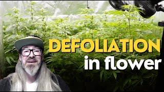 Defoliating Cannabis in Flower - What Does it Look Like? w/ Chad Westport : Spider Farmer G8600