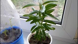 How to grow a pomegranate from a bone on a windowsill.