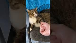 Кот даёт лапу