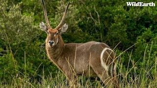 Class under canvas - SafariLIVE Sunrise - 21 September 2024