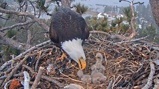 Last Feeding Of The DayJackie Makes Sure All Crops Are Full@FOBBVCAM 2025-03-11