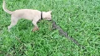 kancil vs biawak #doghunter