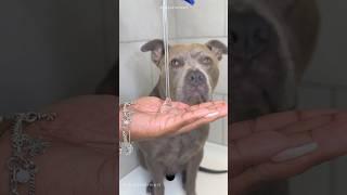 Dog Grooming ASMR #viral #asmr #satisfying