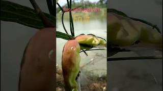 Rosy Milkweed Vine Fruit : Oxystelma esculentum Fruit | Exploring the Medicinal Uses | #shorts